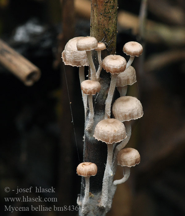 Helmovka Bellové Mycena belliae Ruokohiippo Vasshätta Tagrør-Huesvamp Rietmycena Nádi kígyógomba Schilfhelmling Grzybówka trzcinowa