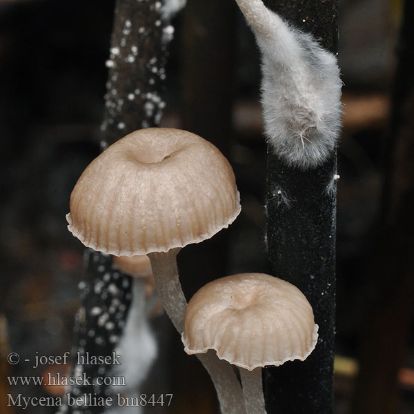 Helmovka Bellové Mycena belliae Grzybówka trzcinowa Ruokohiippo Vasshätta Tagrør-Huesvamp Rietmycena Nádi kígyógomba Schilfhelmling