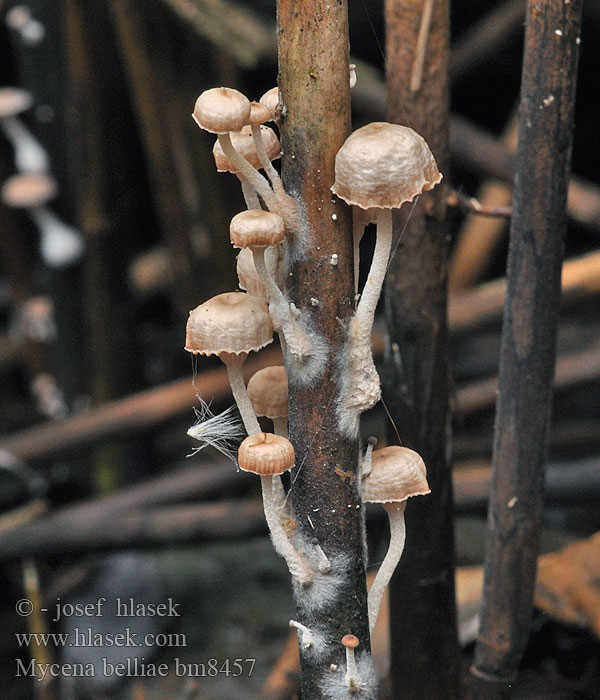 Grzybówka trzcinowa Helmovka Bellové Mycena belliae Ruokohiippo Vasshätta Tagrør-Huesvamp Rietmycena Nádi kígyógomba Schilfhelmling