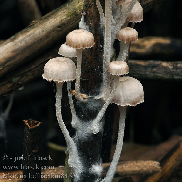 Grzybówka trzcinowa Mycena belliae Helmovka Bellové Ruokohiippo Vasshätta Tagrør-Huesvamp Rietmycena Nádi kígyógomba Schilfhelmling