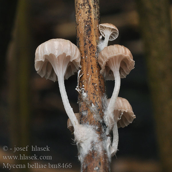 Schilfhelmling Grzybówka trzcinowa Mycena belliae Helmovka Bellové Ruokohiippo Vasshätta Tagrør-Huesvamp Rietmycena Nádi kígyógomba