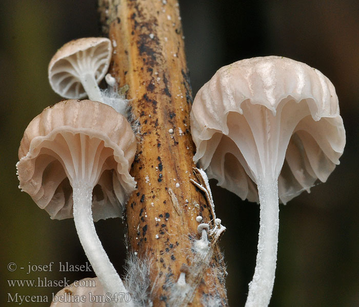 Mycena belliae bm8470