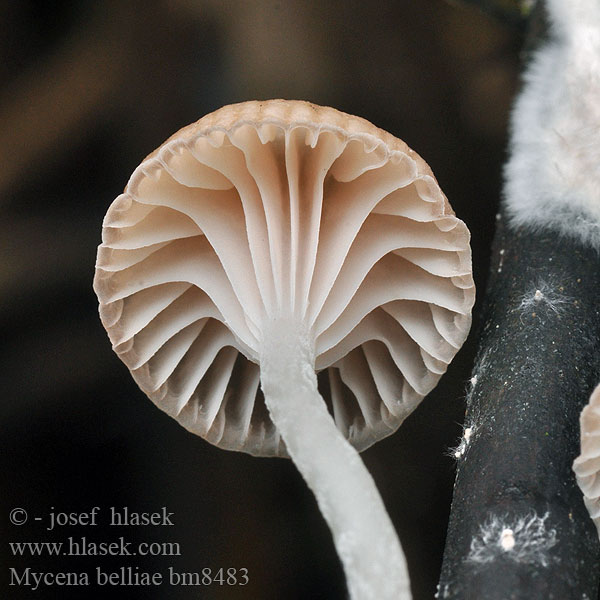 Grzybówka trzcinowa Mycena belliae Schilfhelmling Helmovka Bellové Ruokohiippo Vasshätta Tagrør-Huesvamp Rietmycena Nádi kígyógomba