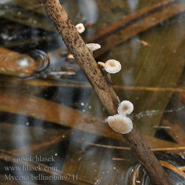 Nádi kígyógomba Grzybówka trzcinowa Mycena belliae Schilfhelmling Helmovka Bellové Ruokohiippo Vasshätta Tagrør-Huesvamp Rietmycena