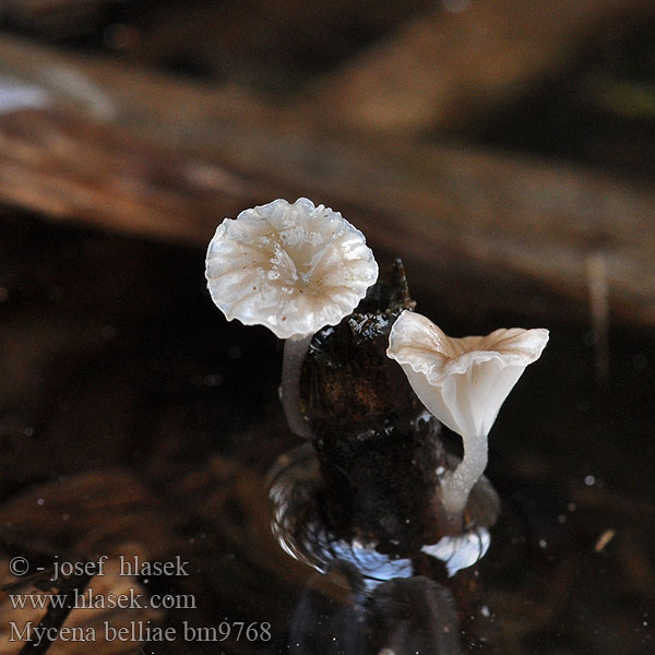 Mycena belliae bm9768