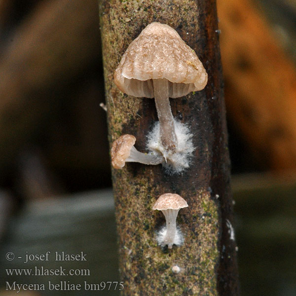 Mycena belliae Helmovka Bellové Nádi kígyógomba Grzybówka trzcinowa Schilfhelmling Ruokohiippo Vasshätta Tagrør-Huesvamp Rietmycena