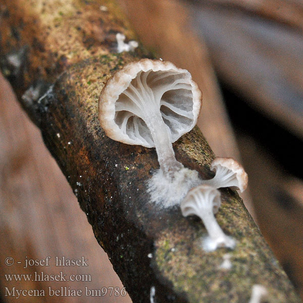 Schilfhelmling Mycena belliae Helmovka Bellové Nádi kígyógomba Grzybówka trzcinowa Ruokohiippo Vasshätta Tagrør-Huesvamp Rietmycena