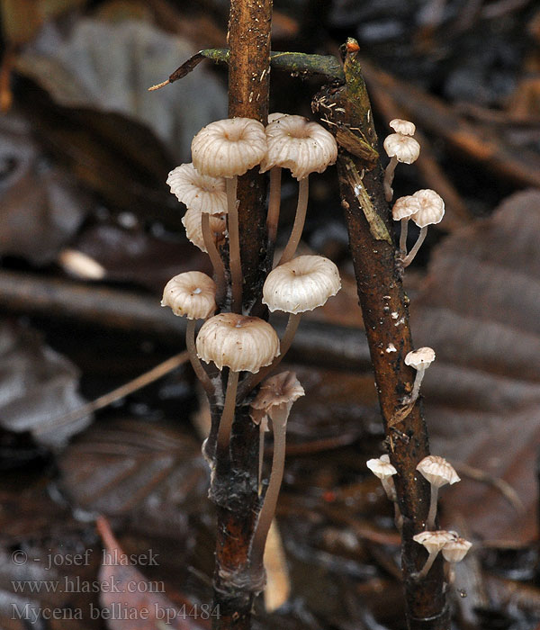 Helmovka Bellové Schilfhelmling Mycena belliae Nádi kígyógomba