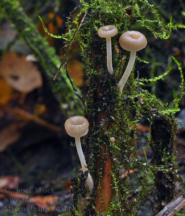 Helmovka Bellové Mycena belliae