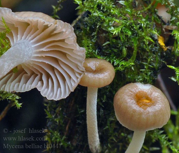 Mycena_belliae_bt0447