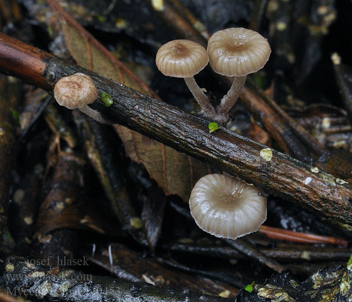 Schilfhelmling Mycena belliae