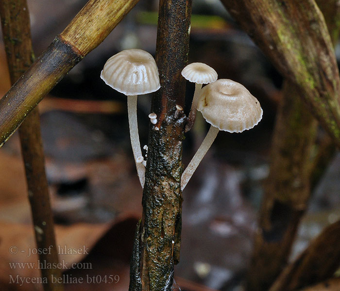 Nádi kígyógomba Mycena belliae