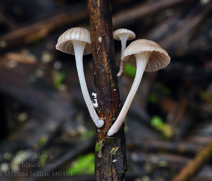 Mycena_belliae_bt0464