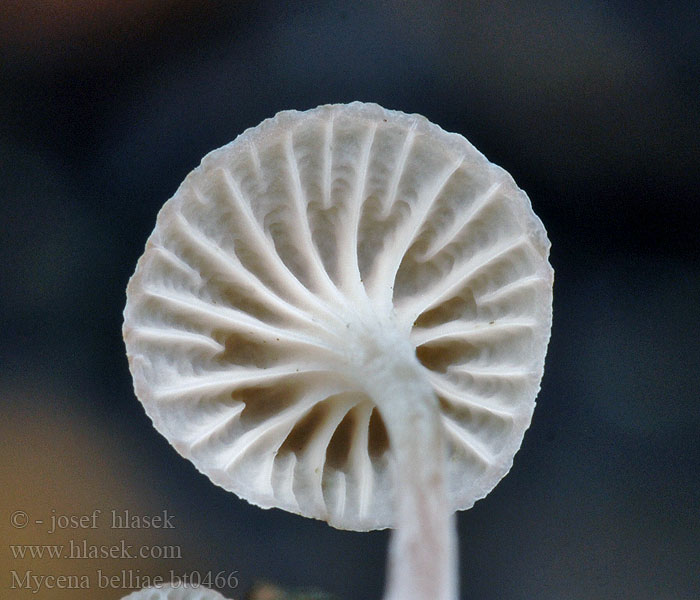 Ruokohiippo Vasshätta Mycena belliae