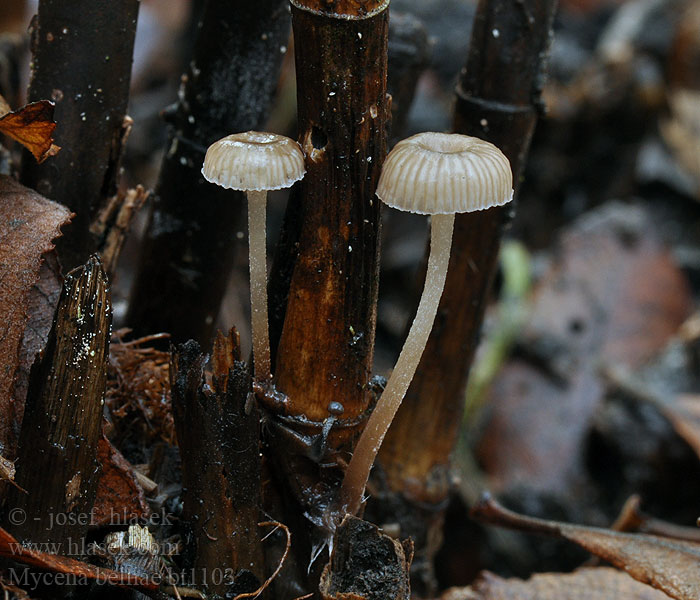 Tagrør-Huesvamp Mycena belliae