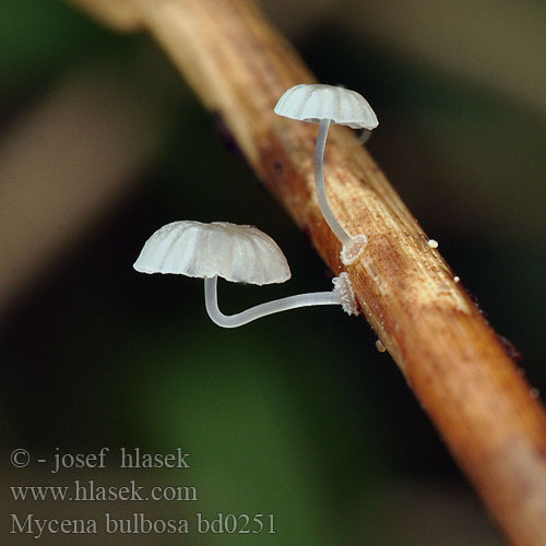 Mycena bulbosa bd0251