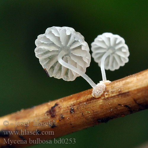 Mycena bulbosa bd0253