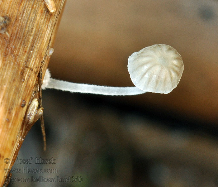 Mycena bulbosa