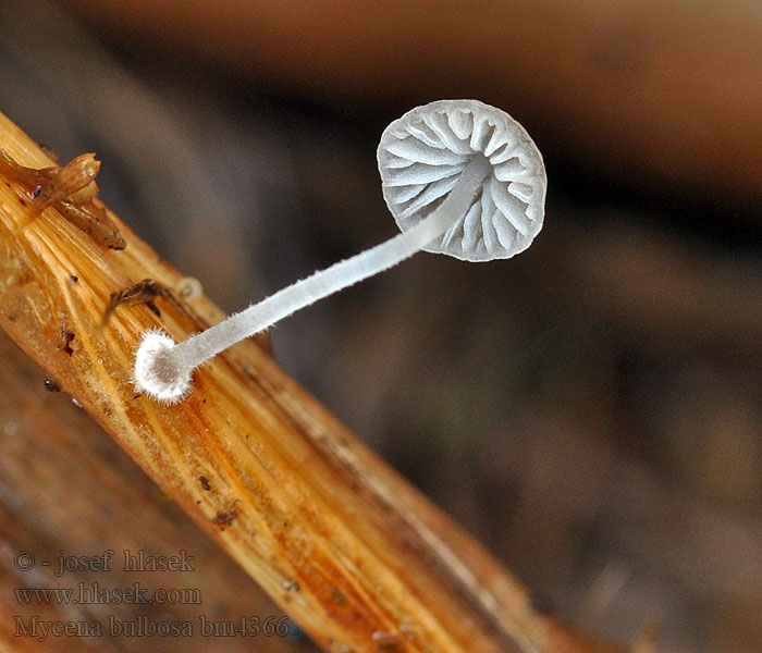 Mycena bulbosa