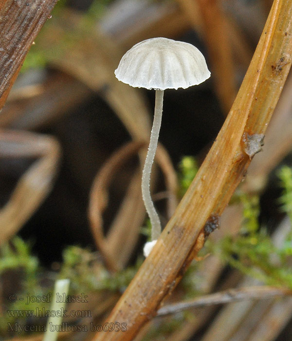 Sivhette Grzybówka bulwiasta Mycena bulbosa