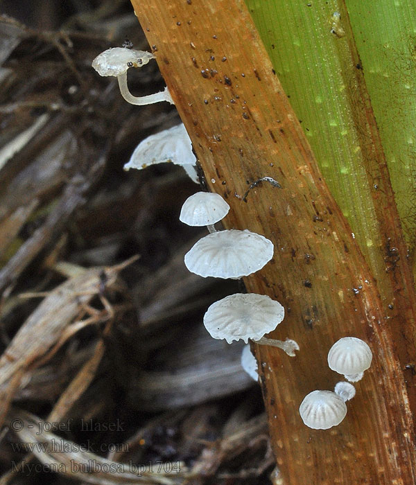 Saralevyhiippo Knöllchengrashelmling Mycena bulbosa