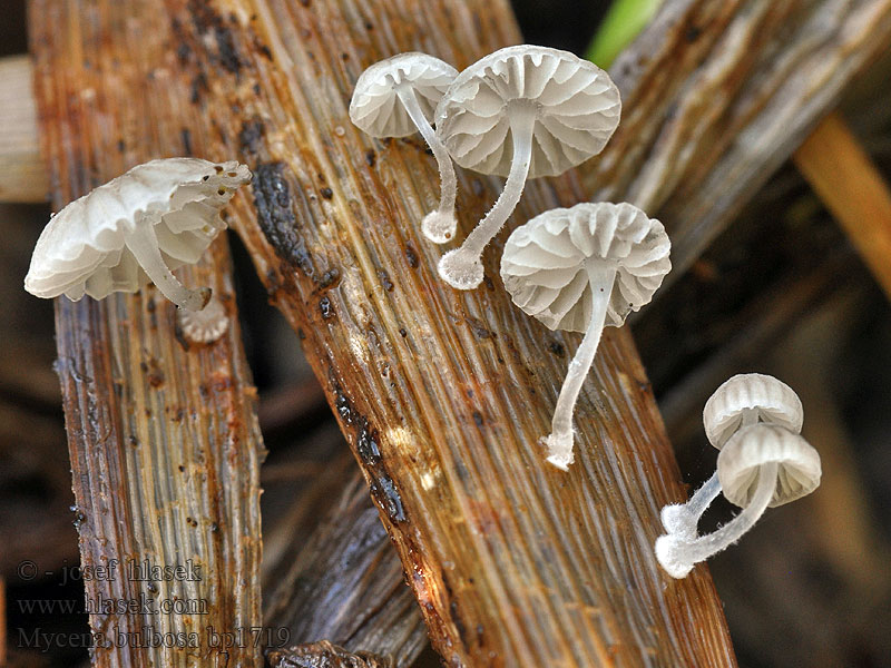 Biezenmycena Helmovka cibulkatá Mycena bulbosa