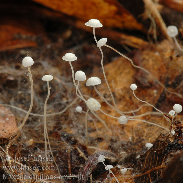 Mycena capillaris Boklövshätta Beechleaf Bonnet Helmovka vlasová Buchenblatthelmling Blatthelmling Buchenblatt-Helmling Trådfin Huesvamp Rihmahiippo Kleine beukebladmycena Bladhette Grzybówka włoskowatotrzonowa Prilbička vlasová Boklövshätta