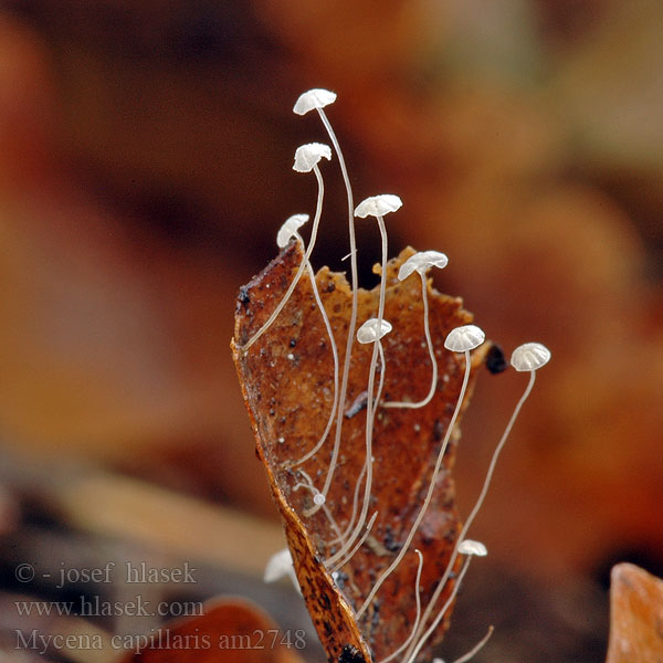 Buchenblatthelmling Blatthelmling Buchenblatt-Helmling Trådfin Huesvamp Rihmahiippo Kleine beukebladmycena Bladhette Grzybówka włoskowatotrzonowa Prilbička vlasová Boklövshätta Mycena capillaris Boklövshätta Beechleaf Bonnet Helmovka vlasová