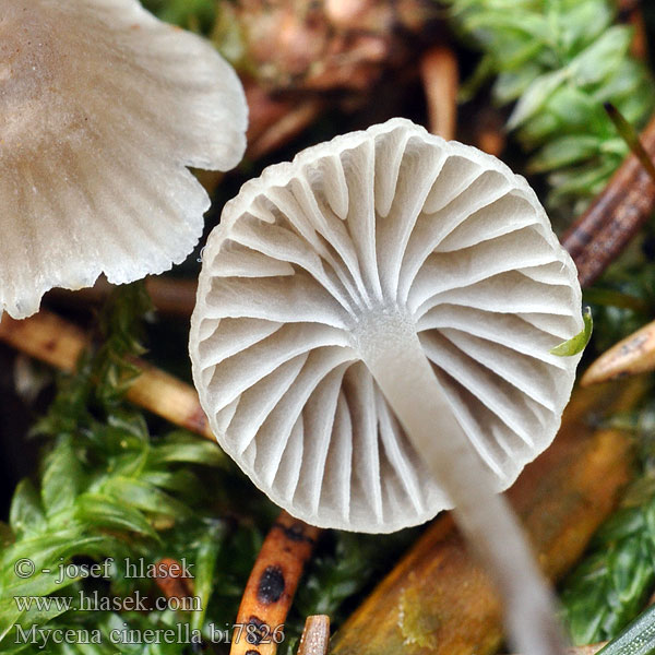 Mycena cinerella Mel-huesvamp Helmovka šedá Mycène cendré