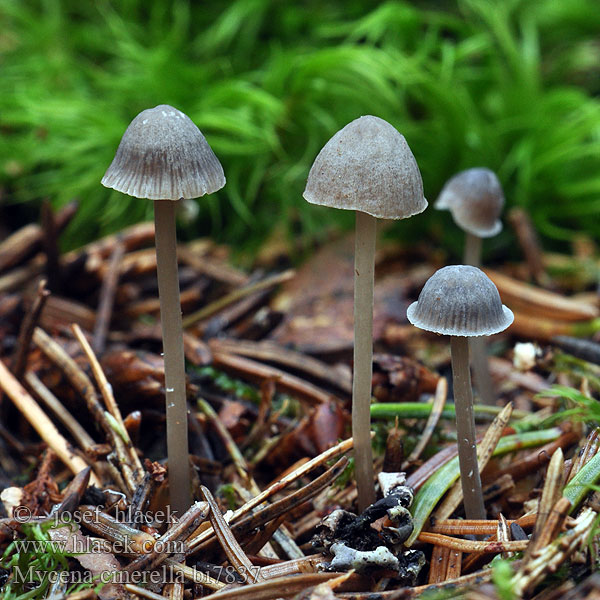 Grijze mycena Aschgrauer Helmling Melhette Grzybówka popielata