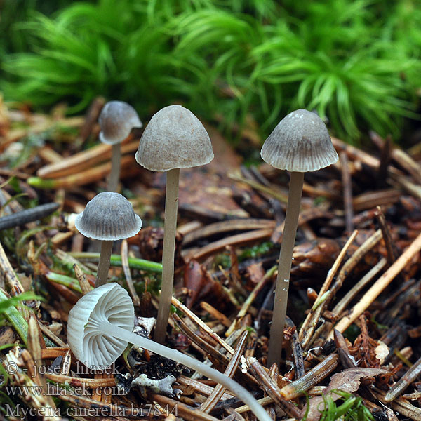 Mycena cinerella bi7844