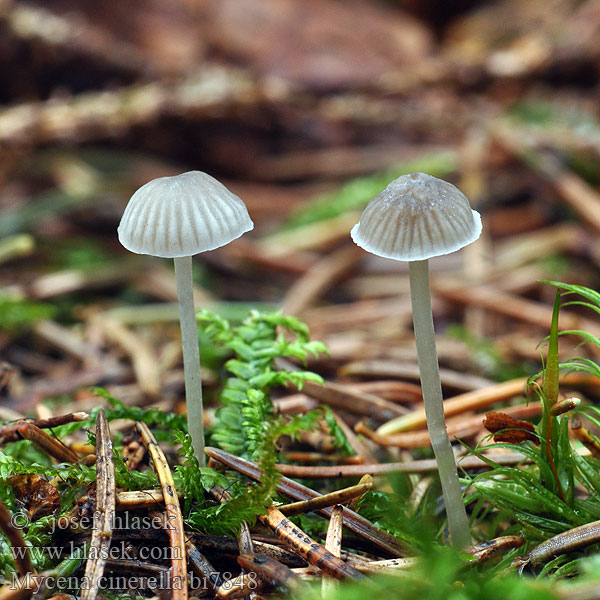 Mjölhätta Mycena cinerella Mel-huesvamp Helmovka šedá