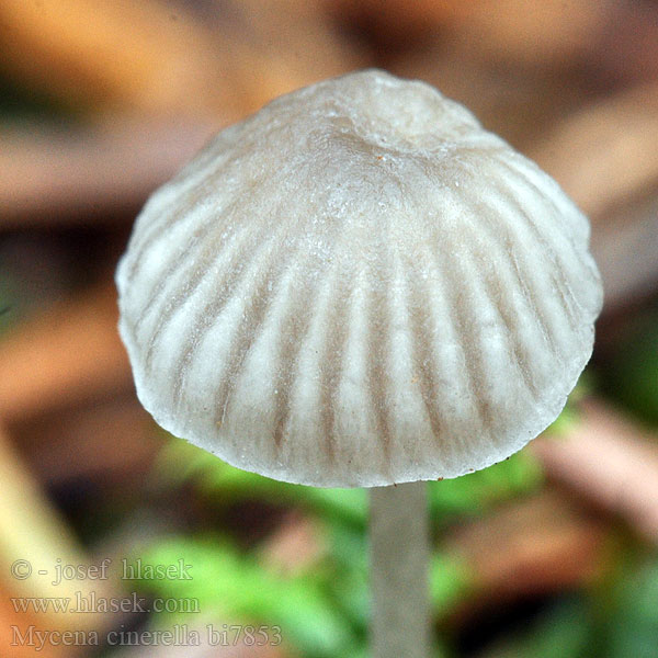 Mel-huesvamp Helmovka šedá Mycène cendré Grijze mycena