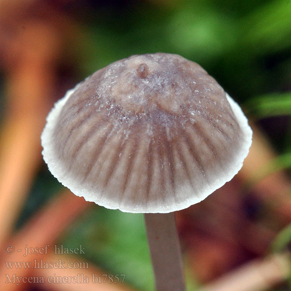 Helmovka šedá Mycène cendré Grijze mycena Aschgrauer Helmling