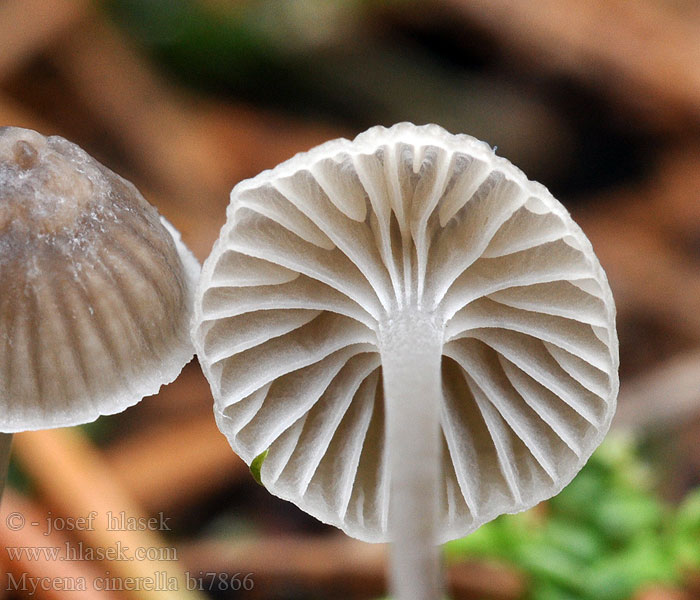 Mycène cendré Grijze mycena Aschgrauer Helmling Melhette