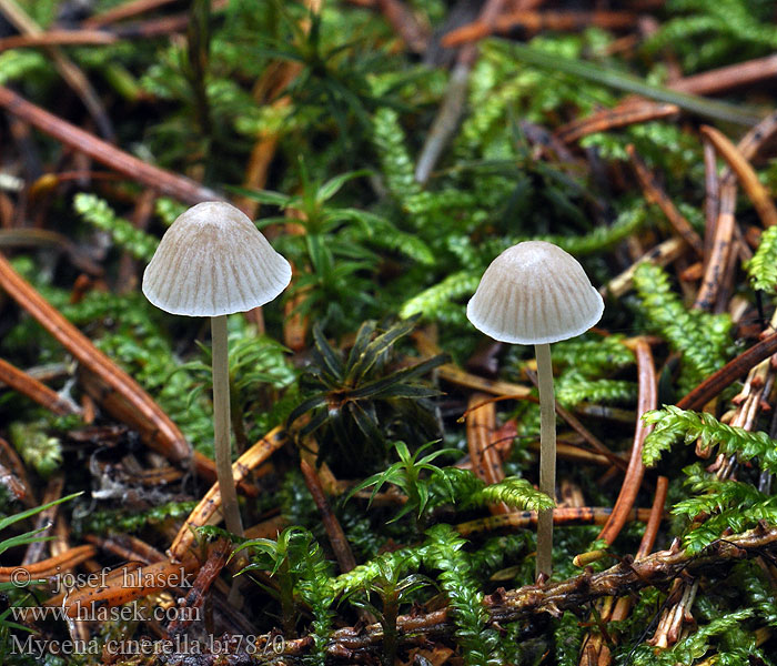 Mycena cinerella bi7870