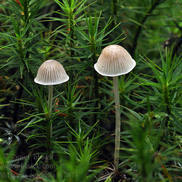 Mycena cinerella bi7878