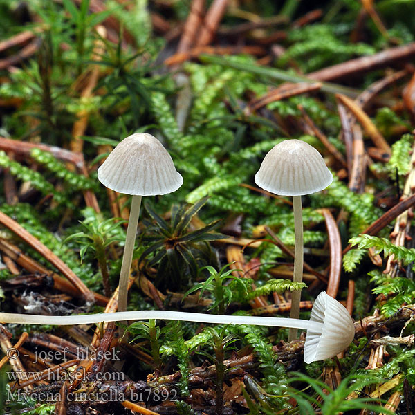 Mycena cinerella bi7884