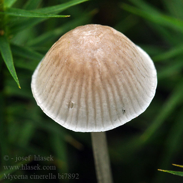 Prilbička popolavá Pepelasta čeladica Mjölhätta Mycena cinerella