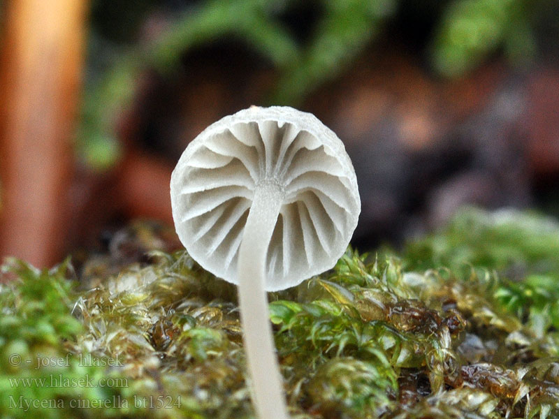 Mycena cinerella Helmovka šedá