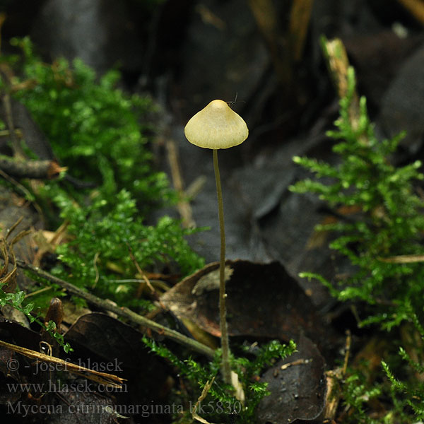 Mycena citrinomarginata Gelbschneidiger Helmling Gulhätta Helmovka žlutolemá Prilbička žltoobrúbená Мицена лимоннокраевая Grzybówka cytrynowoostrzowa cytrynowoobrzeżona Gulhette Citroensnedemycena Mycène marge citrine Keltaterähiippo Gulægget huesvamp