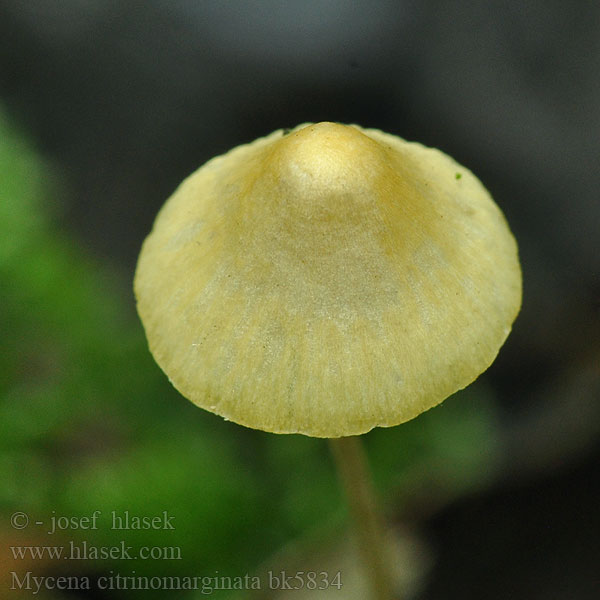 Mycena citrinomarginata bk5834