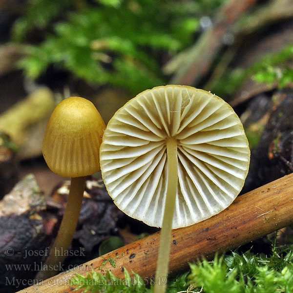 Mycena citrinomarginata bk5849