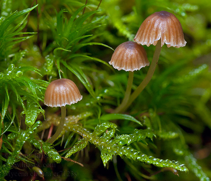 Mycena clavata