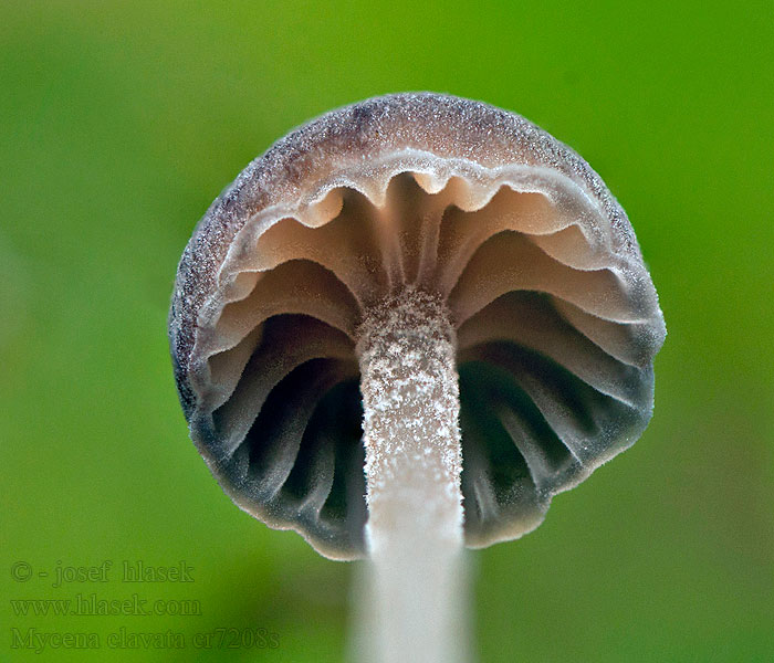 Mycena clavata Keulenzystiden-Helmling