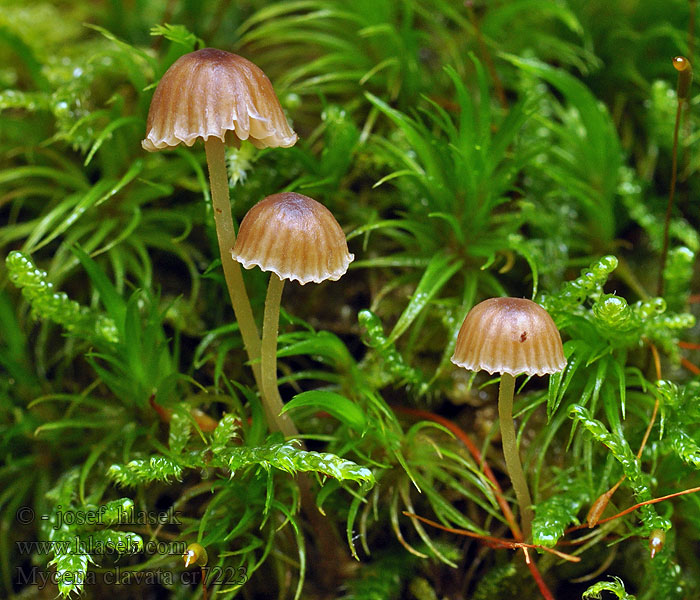 Keulenzystiden-Helmling Mycena clavata