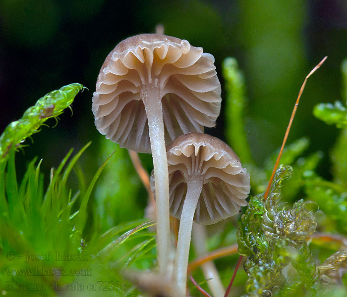 Mycena clavata