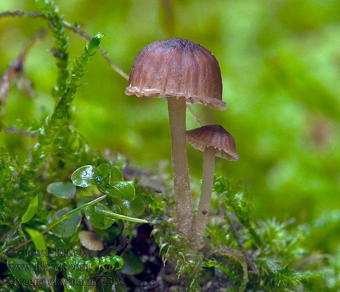 Mycena clavata