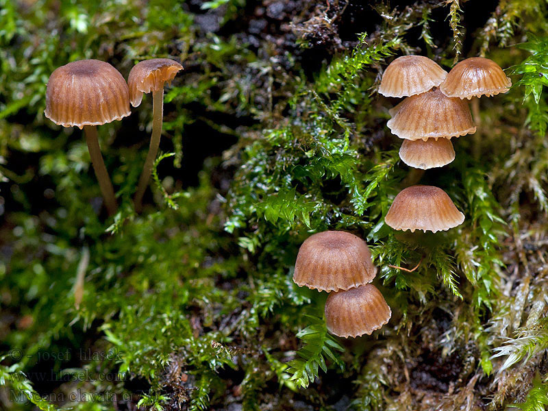 Mycena clavata