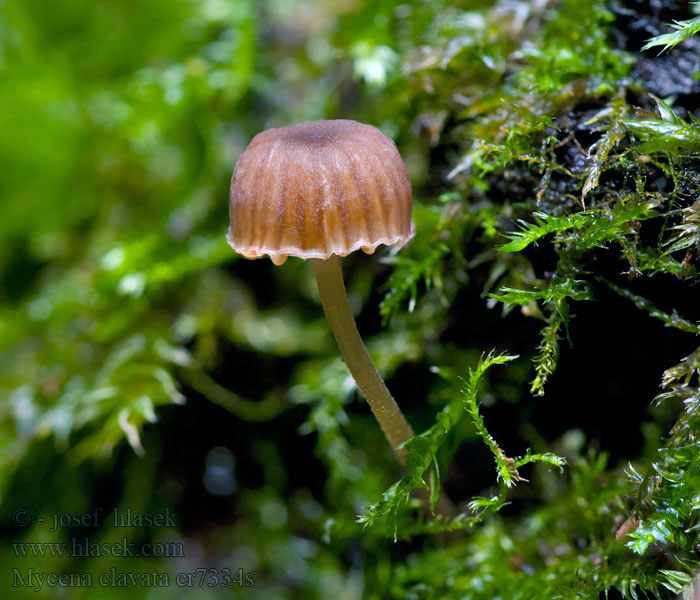 Mycena clavata